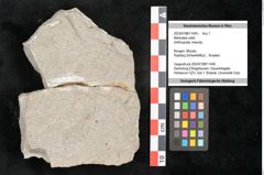 Foto (Objekt + Etikett) von Mantodea indet.  (NHMW-GEO-2024-0188-11445)